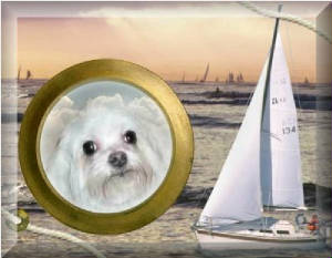 vvtasselmaltese.jpg