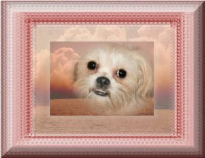 vvtemplemaltese.jpg