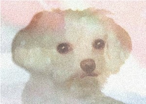 archieupload.jpg