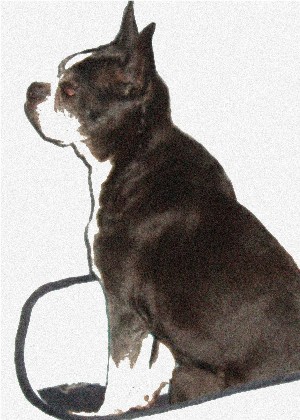 bostonterrier.jpg