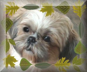 haleyleaves2.jpg