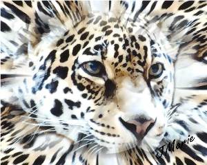 leoparduseweb.jpg