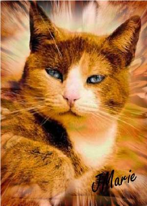 purrrfectycontentweb5x7.jpg