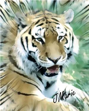 tiger4.jpgweb.jpg