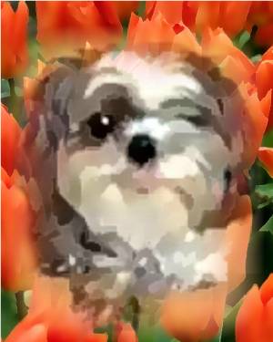 tulipjulyweb.jpg