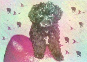 unknownpoodleupload.jpg