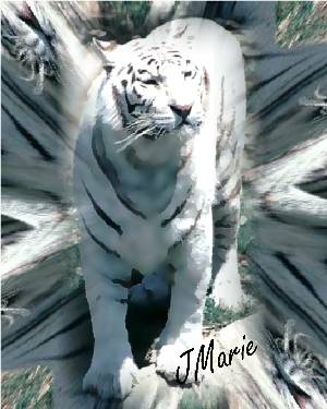 whitetiger4web.jpg