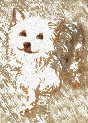 yorkieupload.jpg